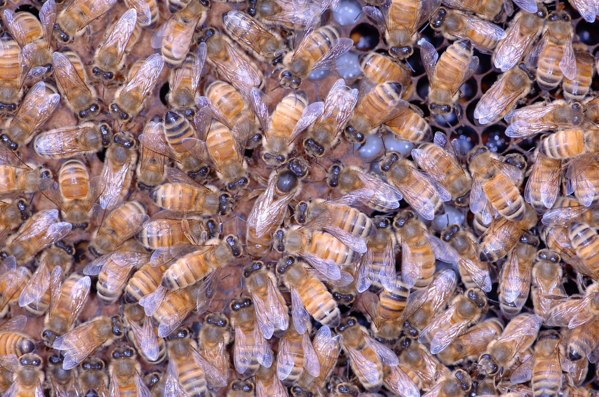Bienenkönigin umgeben von Arbeiterinnen auf einer Brutwabe