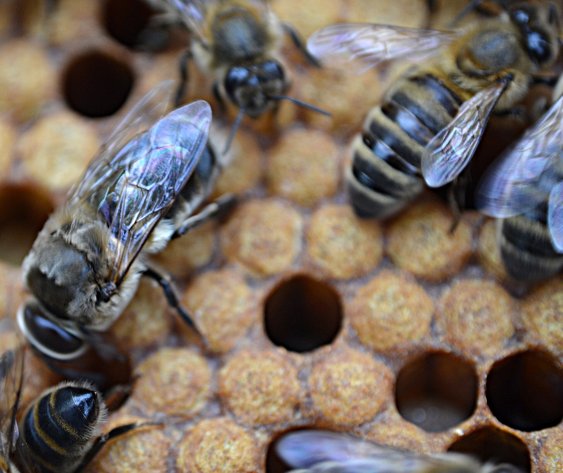 Drohn und Arbeiterinnen auf einer Bienenwabe