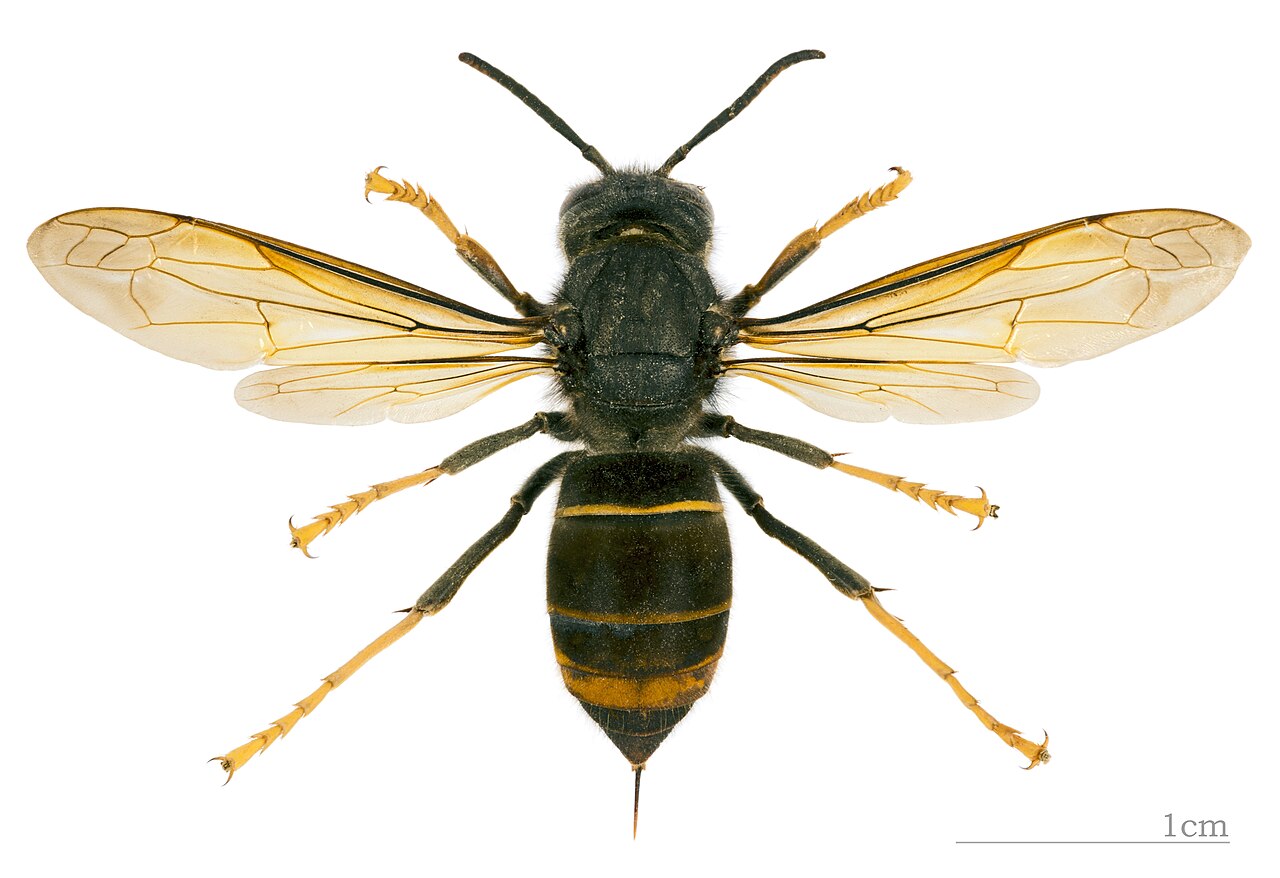 Asiatische Hornisse mit dunklem Körper und gelben Beinenden in der Draufsicht