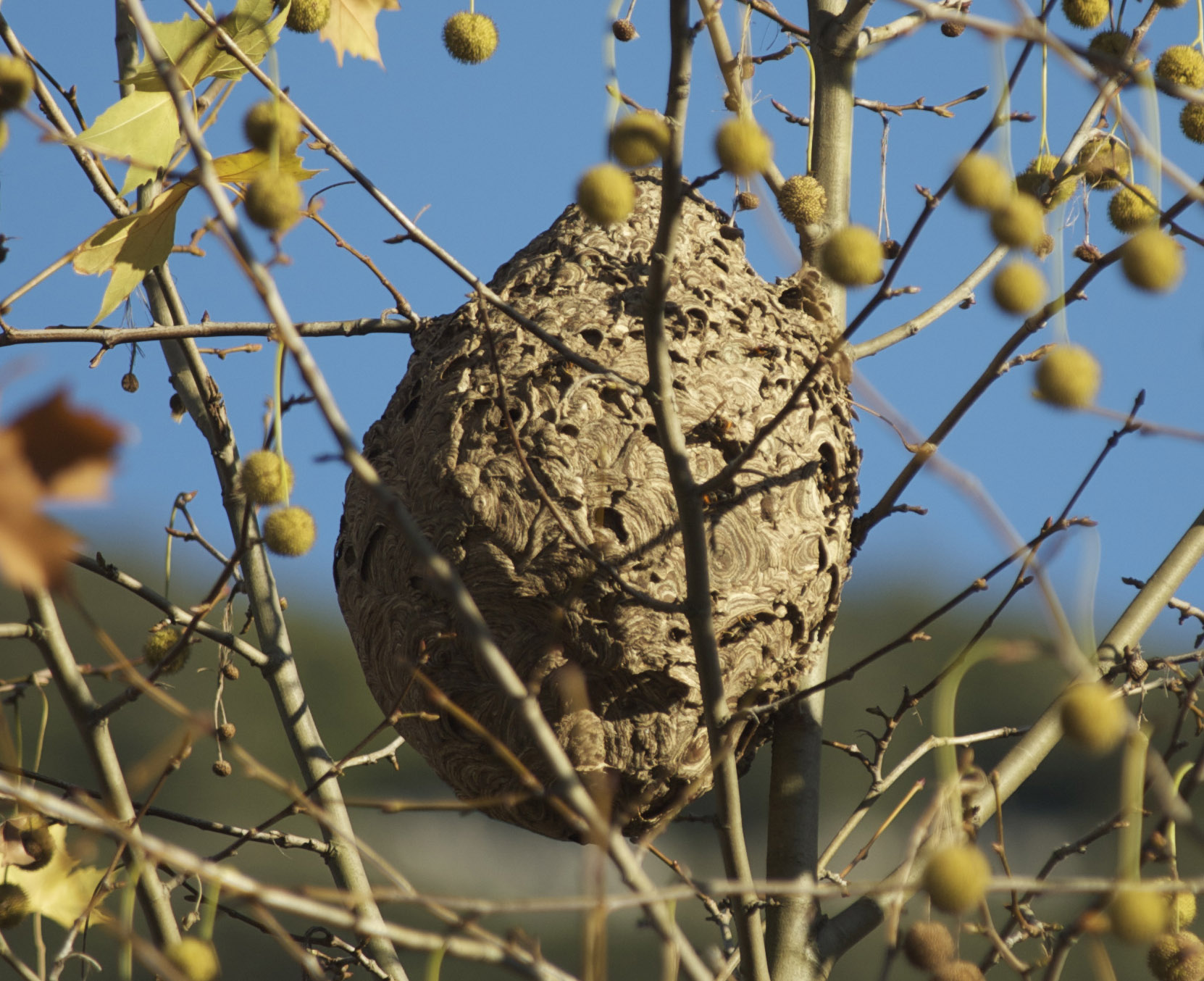Sekundärnest der Asiatischen Hornisse hoch in einem Baum