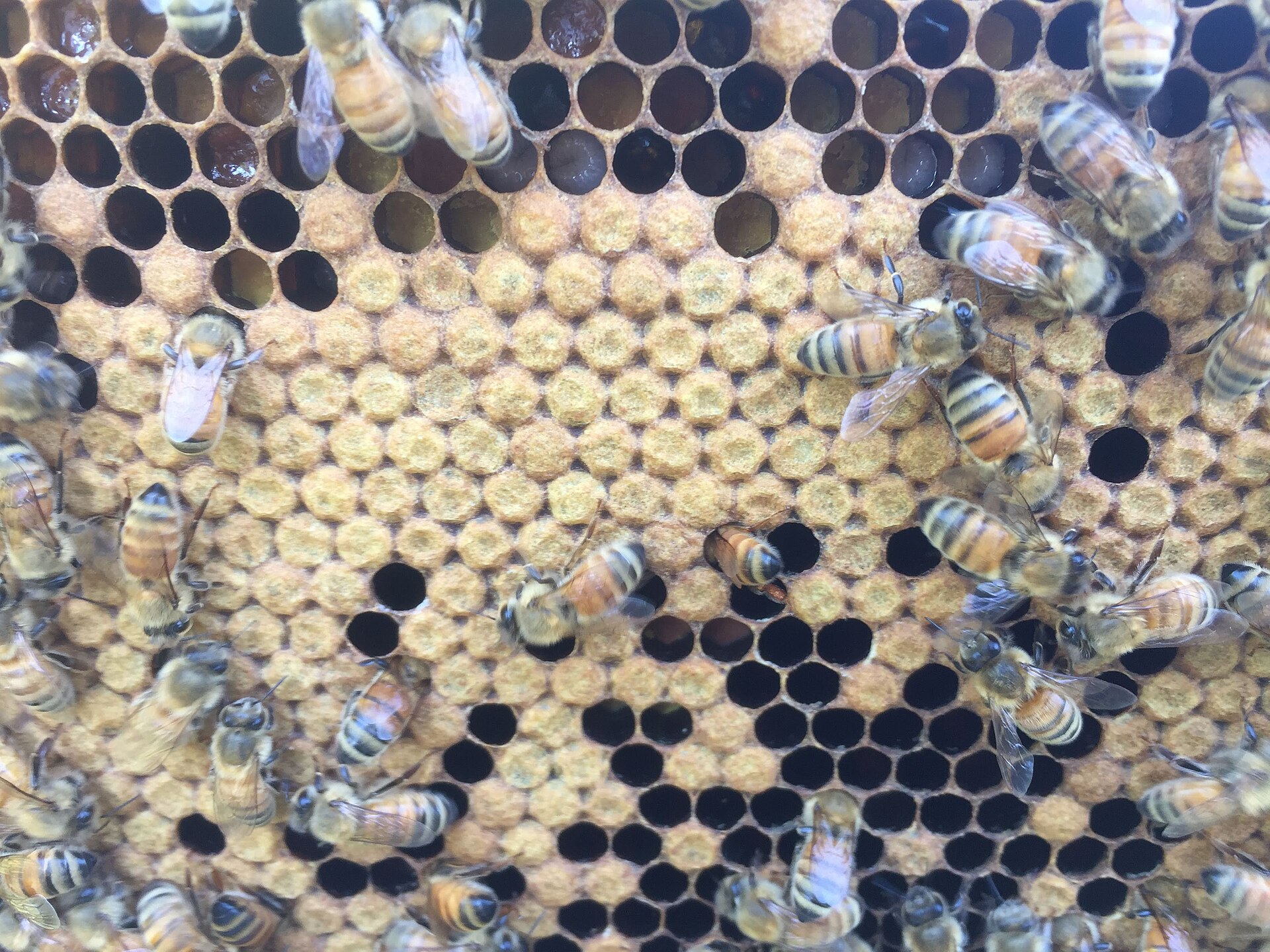 Geschlossene Arbeiterinnenbrut mit Pflegebienen auf einer Wabe