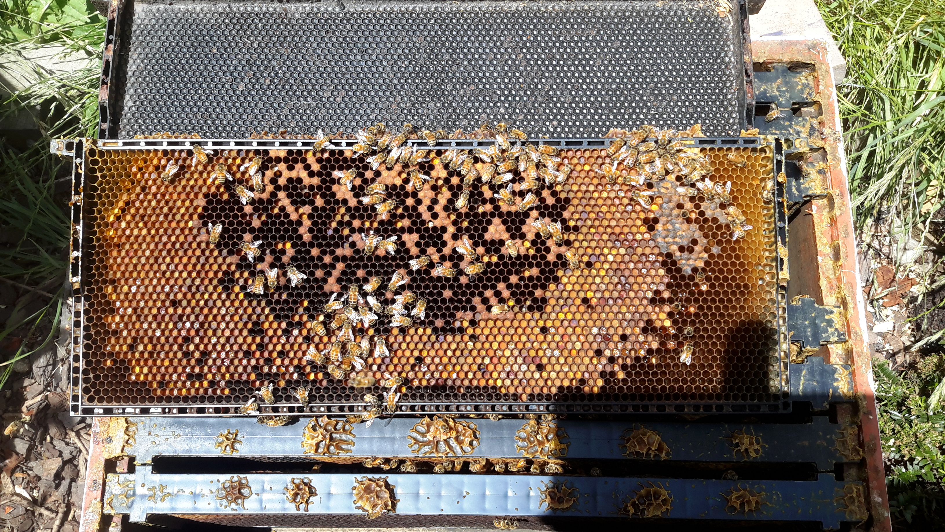 Geöffnete Brutwabe mit Honigbienen, Brut, Pollen und Honigvorräten