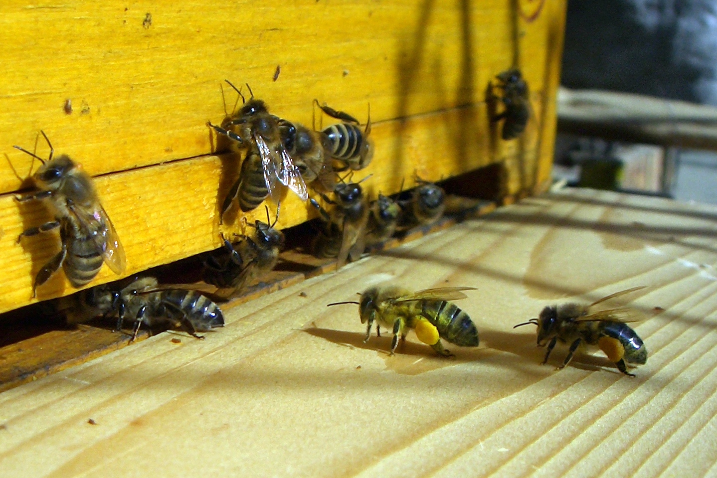 Honigbienen bringen im Frühling Pollen in den Bienenstock