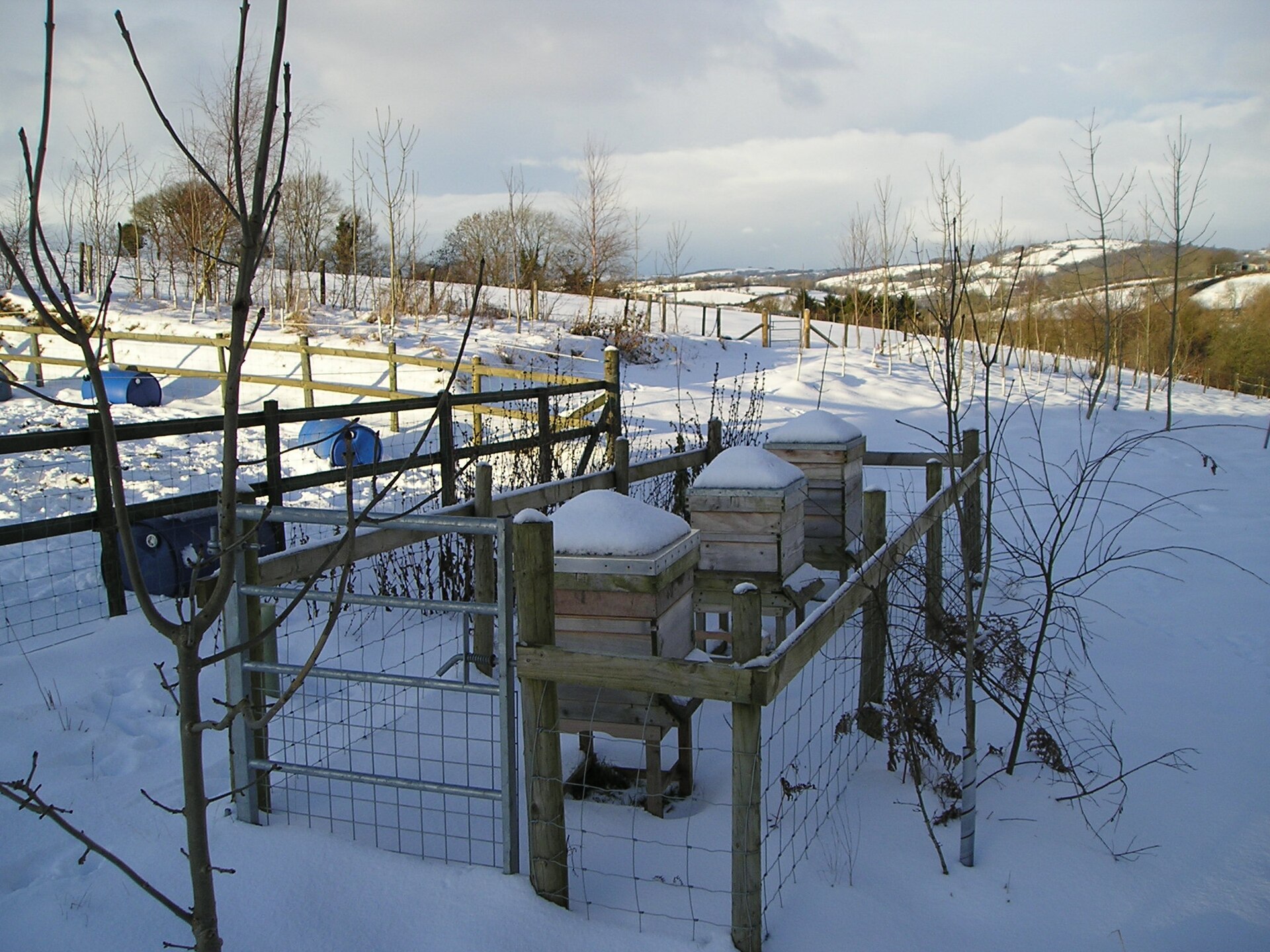 Bienenvölker im Winter an einem verschneiten Bienenstand
