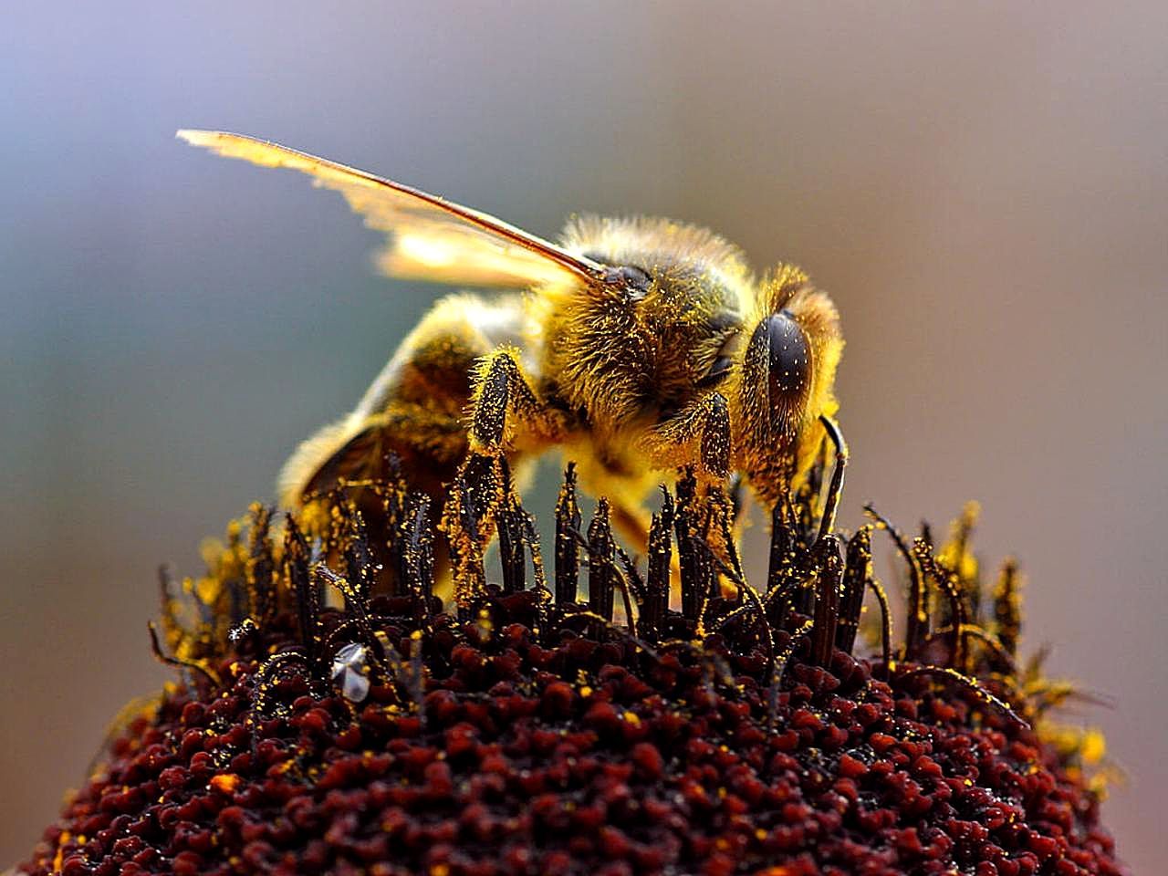Honigbiene sammelt Pollen an einer Blüte