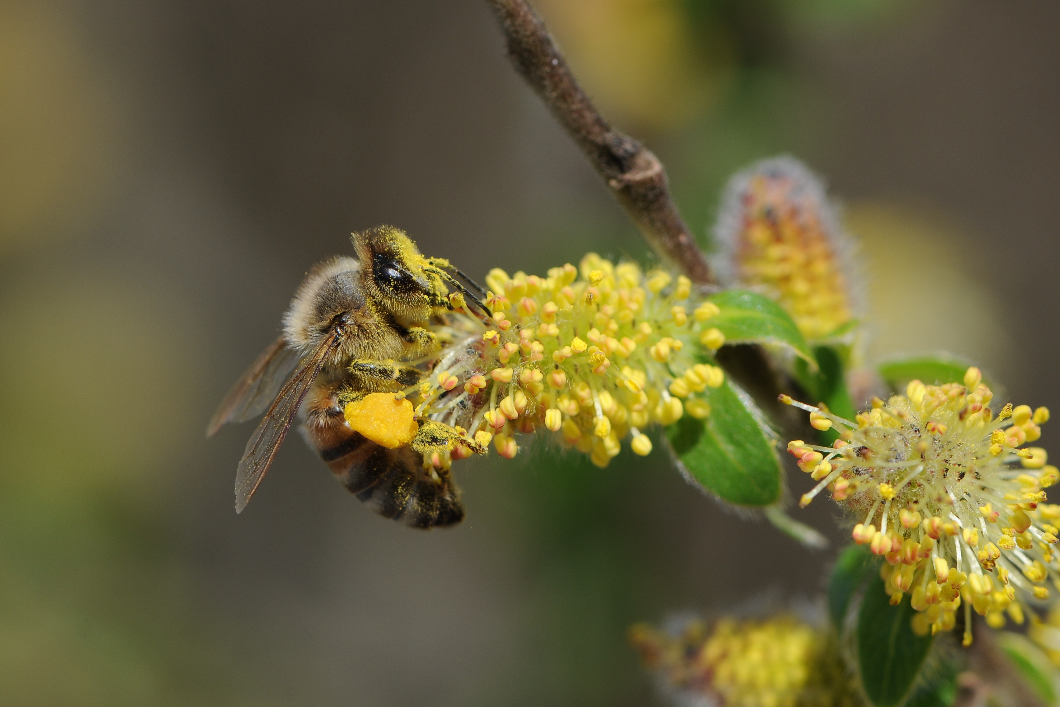 Honigbiene sammelt Pollen an einer blühenden Sal-Weide